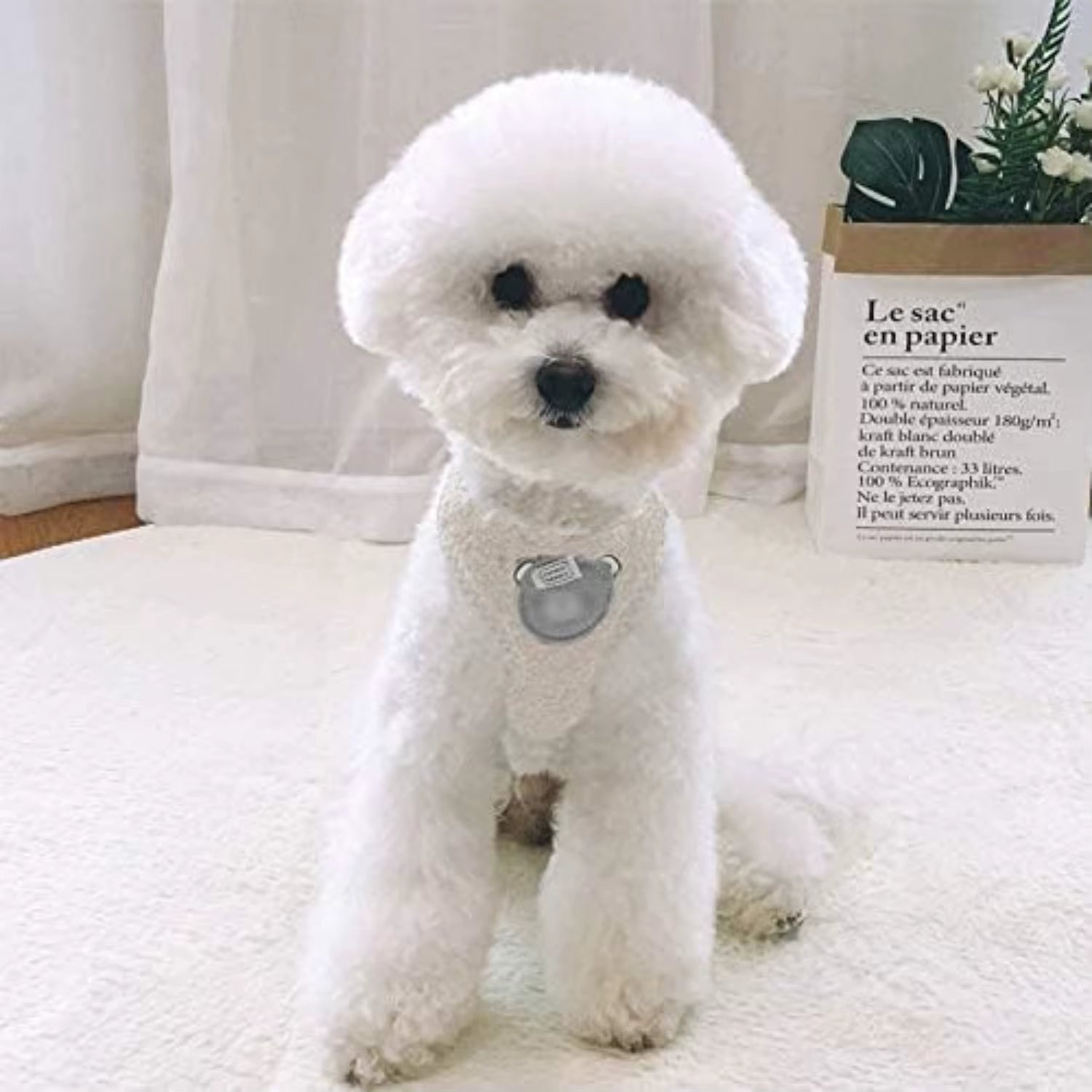 Cute Small Dog Harness with Velvet Leash - Mesh Padded Vest for Walking Small to Medium Dogs and Cats